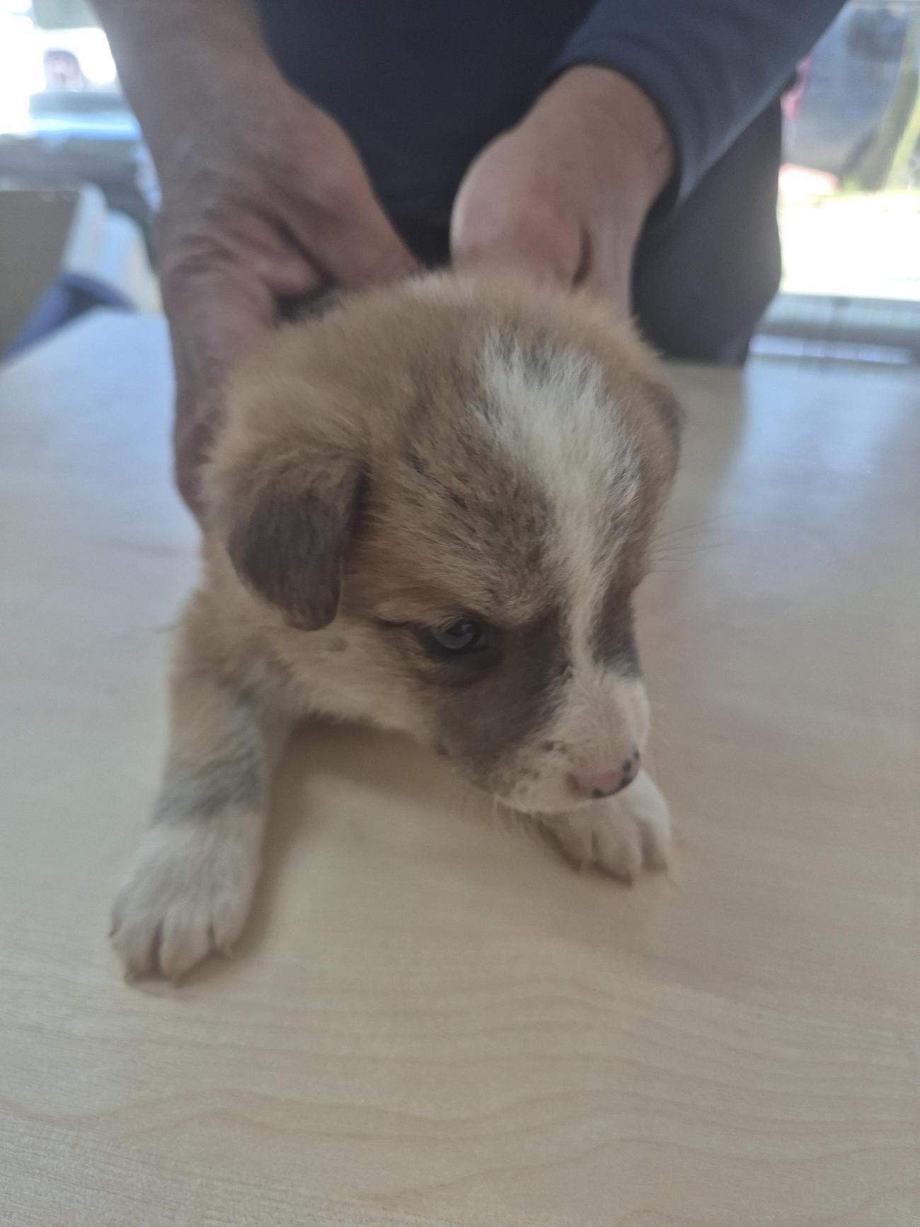 보호중 믹스견의 가…